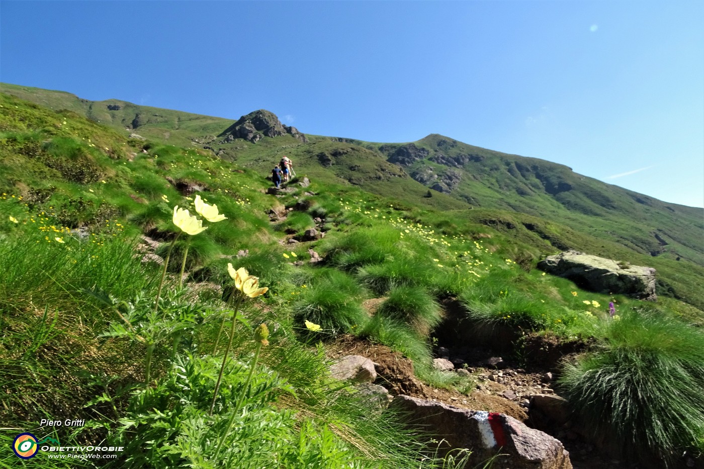 15 Estese gialle fioriture di pulsatilla alpina sulfurea lungo il sentiero.JPG